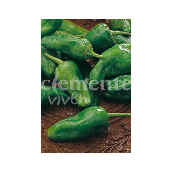 Semillas de Pimiento de Padrón