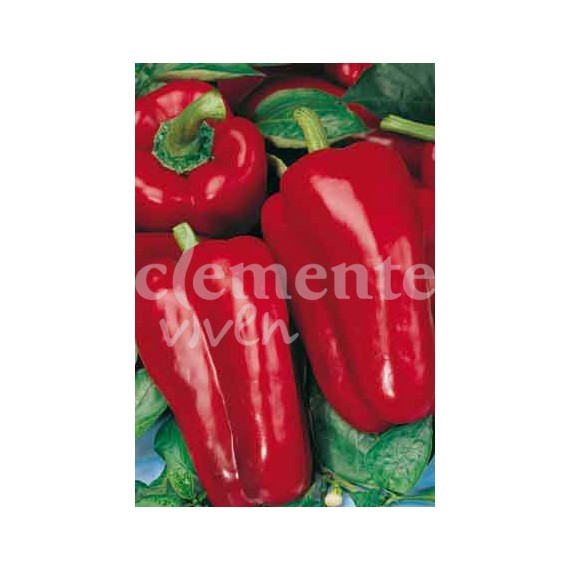 Semillas de Pimiento Dulce de España