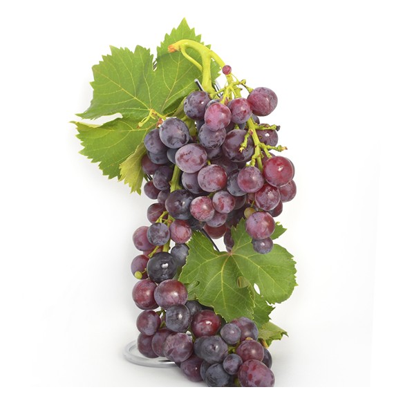 Parra de Uva roja Cardinal en maceta