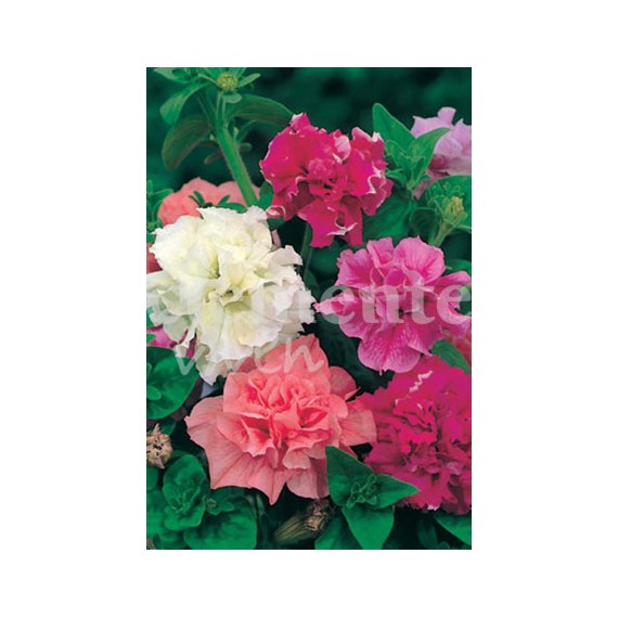 Semillas de Petunia Doble Variada