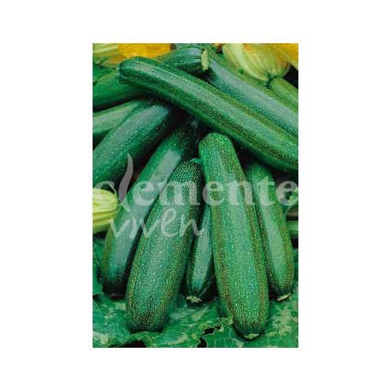 Semillas de Calabacín Verde mata compacta