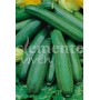 Semillas de Calabacín Verde mata compacta