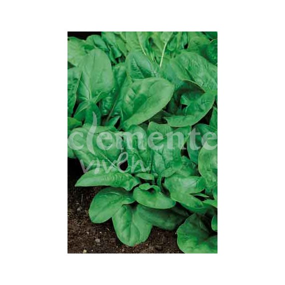 Semillas de Espinaca VIKINGO