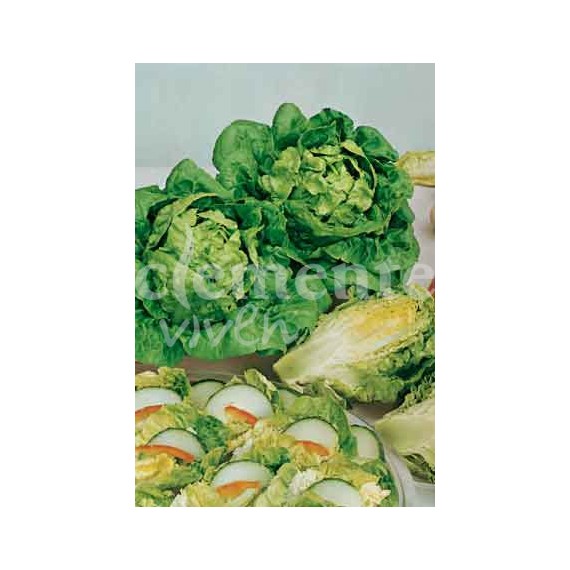 Semillas de Lechuga Cogollo de Tudela