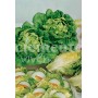 Semillas de Lechuga Cogollo de Tudela