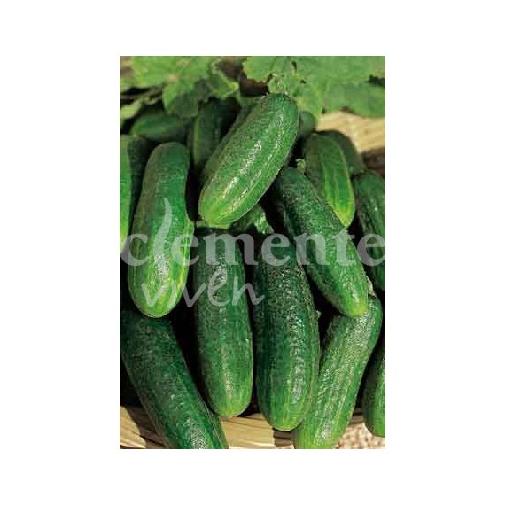 Semillas de Pepinillo Cornichón de París en Viveros Laraflor