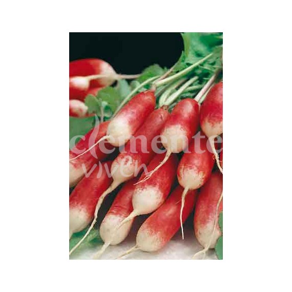 Semillas de Rabanito Medio Largo Rojo punta Blanca