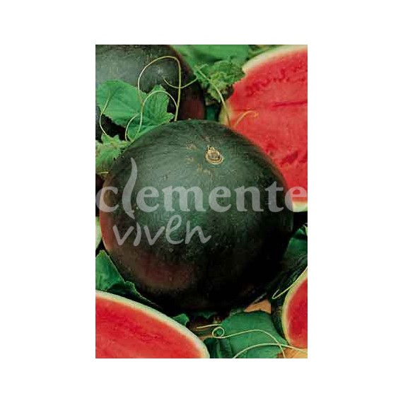 Semillas de Sandía Sugar Baby