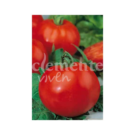 Semillas de Tomate Tres Cantos