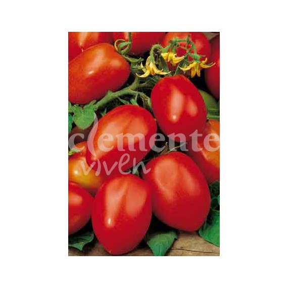 Semillas de Tomate Río Grande Pera