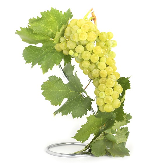 Parra de Uva blanca Albillo Mayor en maceta