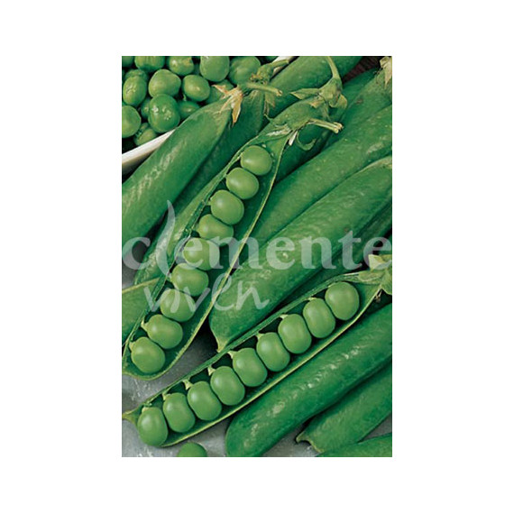 Guisante Rondó 280g