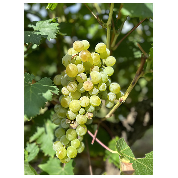 Parra de Uva blanca Moscatel en maceta