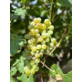 Parra de Uva blanca Moscatel en maceta