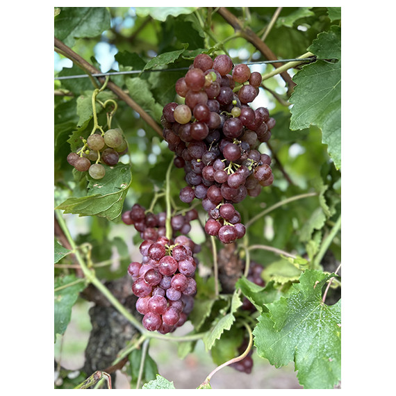 Parra de Uva roja Flame "sin pepitas" en maceta