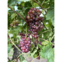 Parra de Uva roja Flame "sin pepitas" en maceta