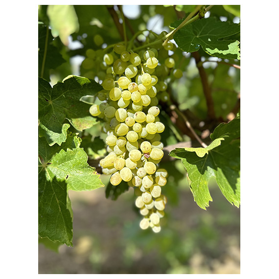 Parra de Uva blanca Sultanina en maceta
