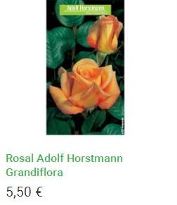 Rosal Adolf Horstmann