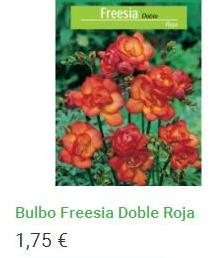 Bulbo Freesia Doble Roja