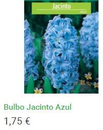 Bulbo Jacinto Azul