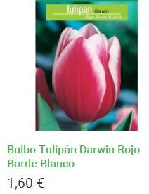 Bulbo Tulipán Darwin Rojo