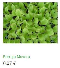 Plantero de borraja de movera