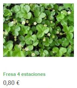 Plantero de fresas