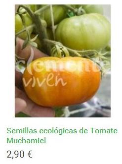 Semillas ecológicas de Tomate Muchamiel