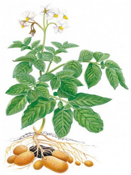 planta patata